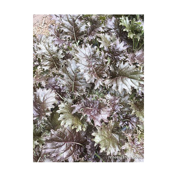 Renee's Garden 5510 Vegetable Seed, Specialty Kale Mars Landing, February to May, August to September Planting, 1.25 g - 4
