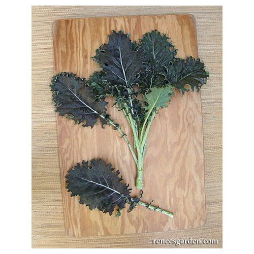 Renee's Garden 5510 Vegetable Seed, Specialty Kale Mars Landing, February to May, August to September Planting, 1.25 g - 5