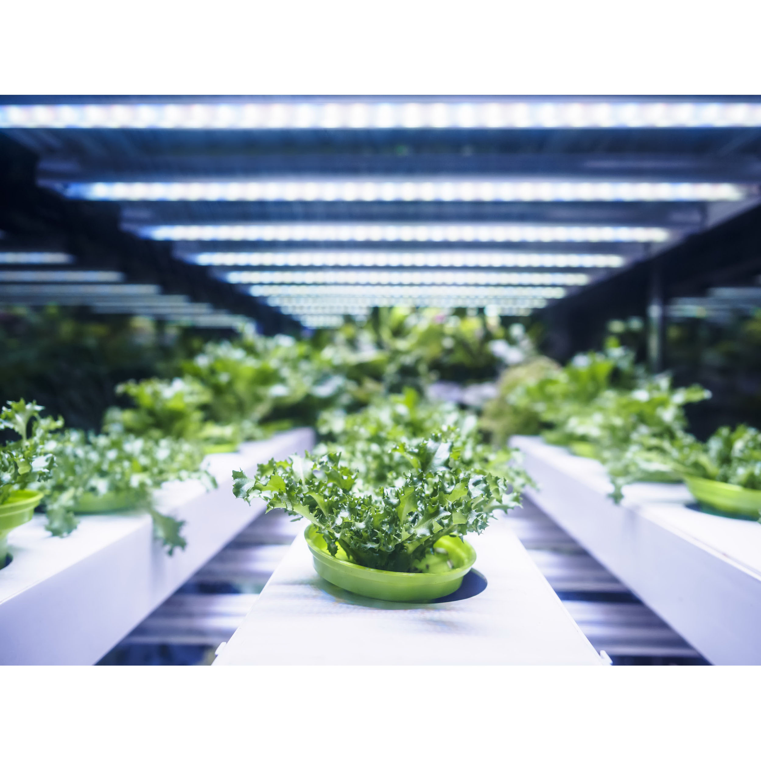 Feit Electric T48/GROW/FS/LEDG2 Grow Light, 120 V, LED Lamp, 2200 Lumens, 5500 K Color Temp - 2