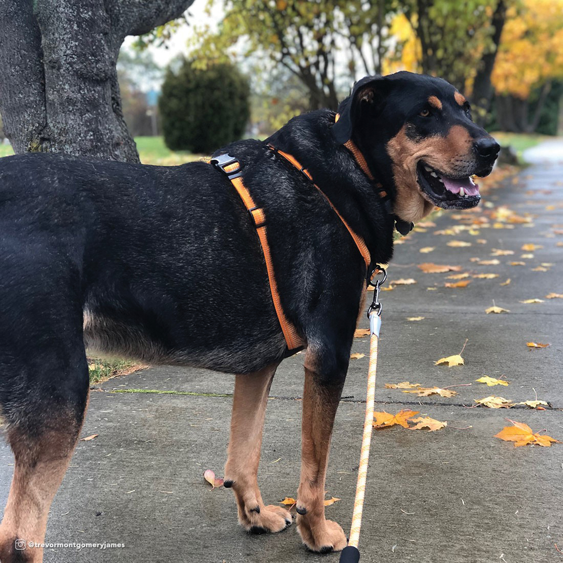 K9 Explorer 36955 DES30 Bright Reflective Front-Connect Harness, M, D-Ring, Neoprene, 20 to 30 in Girth Harness, Desert - 2