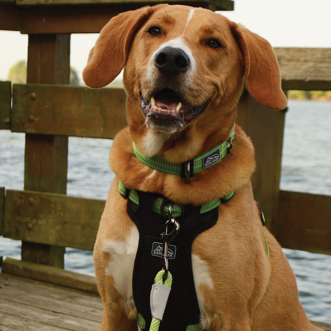 K9 Explorer 36956 MDW38 Bright Reflective Front-Connect Harness, L, D-Ring, Neoprene, 26 to 38 in Girth Harness, Meadow - 2