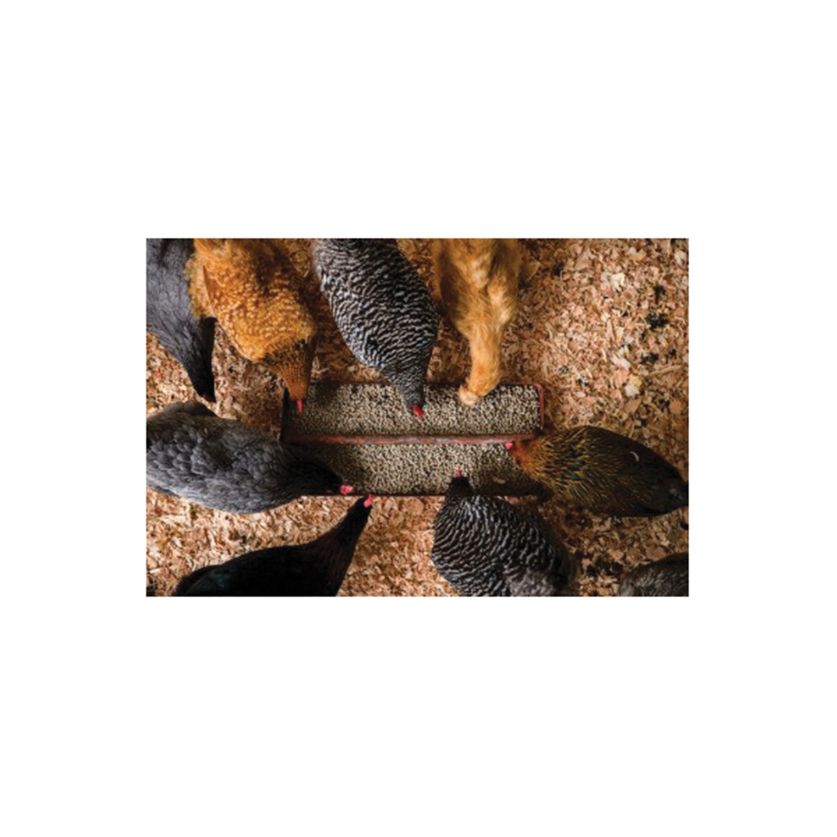 Scratch and Peck Feeds 46050 Protein Feed, Pellet, 35 lb Bag - 3