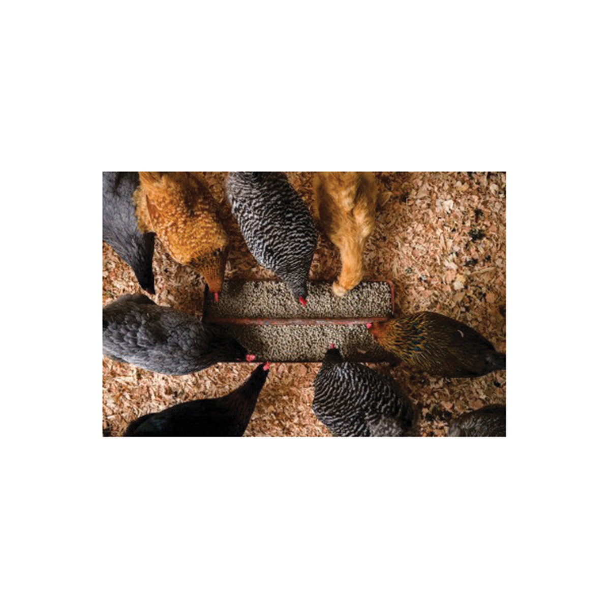 Scratch and Peck Feeds 46050 Protein Feed, Pellet, 35 lb Bag - 5