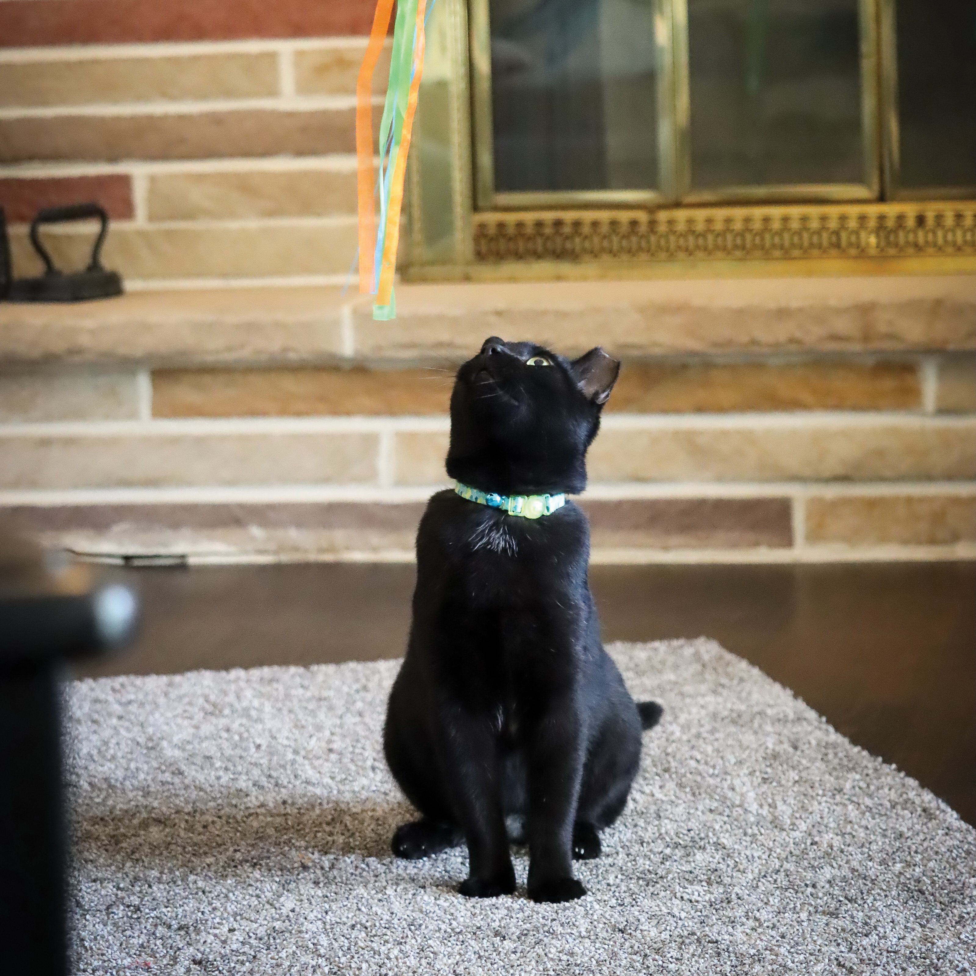 Safe Cat 06701 DAB12 Adjustable Breakaway Collar, 8 to 12 in Neck, 3/8 in W Collar, Fastening Method: Buckle, Daisy Blue - 2