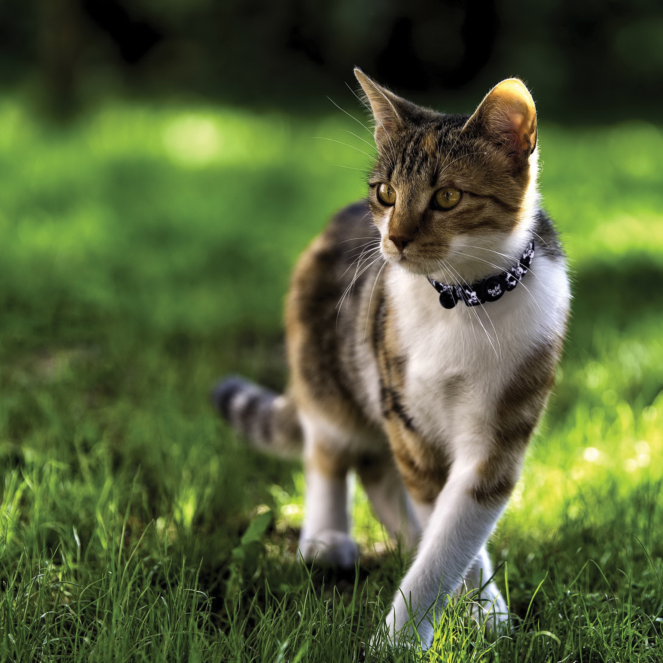 Safe Cat 06701 DAB12 Adjustable Breakaway Collar, 8 to 12 in Neck, 3/8 in W Collar, Fastening Method: Buckle, Daisy Blue - 3