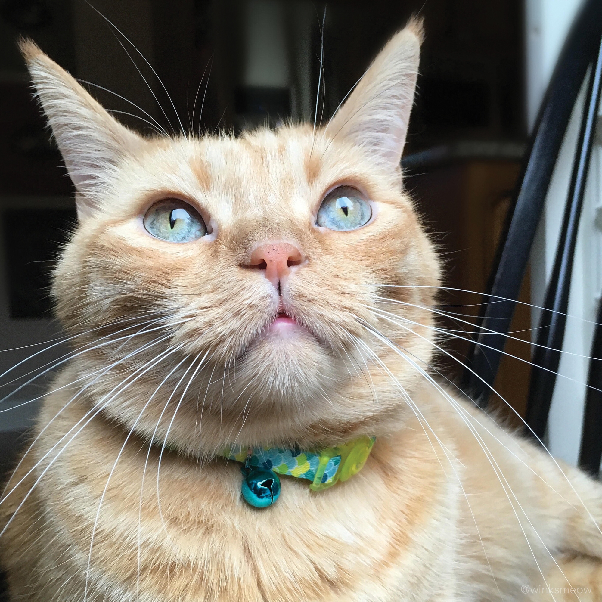Safe Cat 06701 DAB12 Adjustable Breakaway Collar, 8 to 12 in Neck, 3/8 in W Collar, Fastening Method: Buckle, Daisy Blue - 4