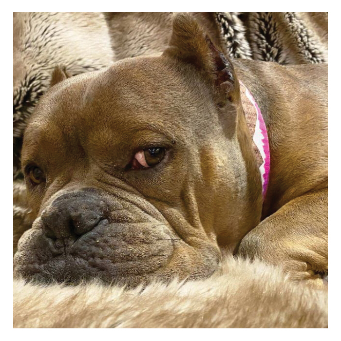 WaLk-e-Woo 161 Dog Collar, 1 in W, Pink Snowcap Mountain, L Breed - 2