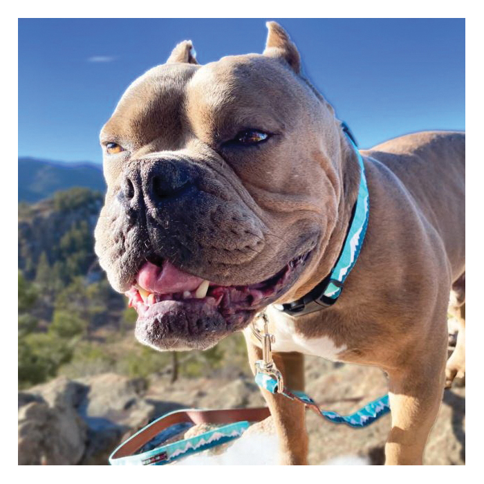 WaLk-e-Woo 161 Dog Collar, 1 in W, Pink Snowcap Mountain, L Breed - 3