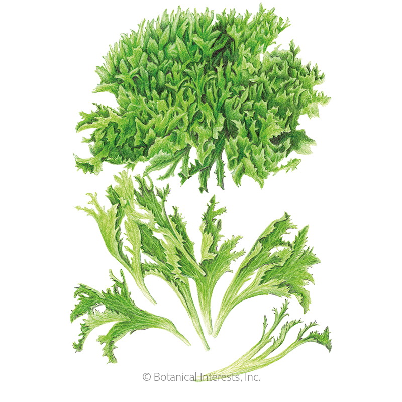 Botanical Interests 3185