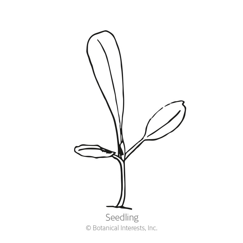 Botanical Interests 3185 Vegetable Seed, Ezrilla Leaf Lettuce, Lactuca Sativa, Fall, Winter Harvest - 2