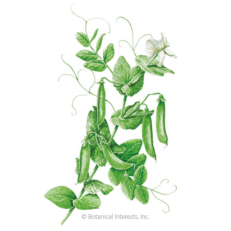 Botanical Interests 3218