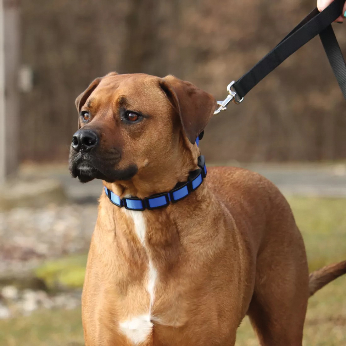 Coastal Pet Products 05597 BLU16 Natural Control Training Dog Collar, 16 in, 1 in W, Nylon, Blue - 2