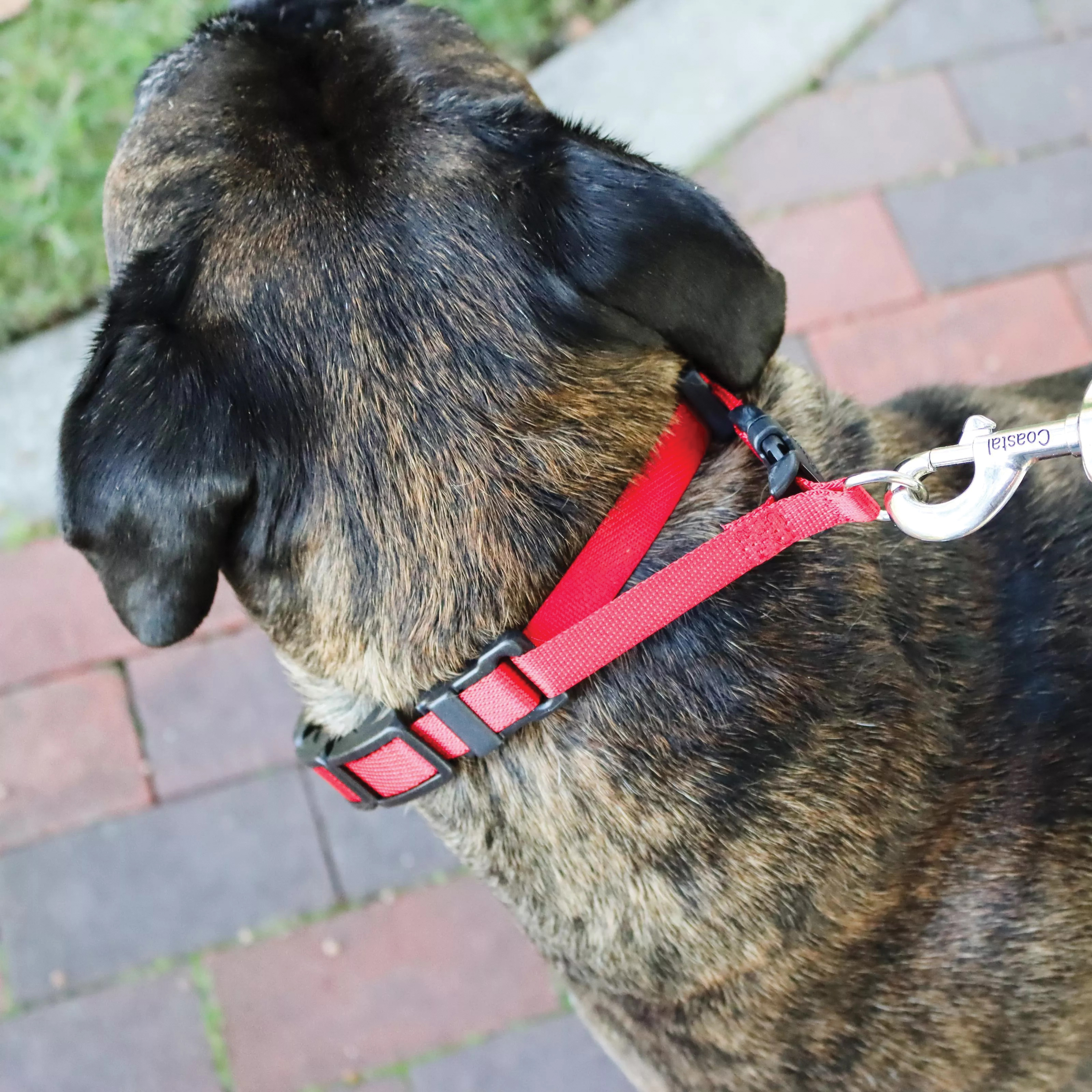 Coastal Pet Products 05597 BLU16 Natural Control Training Dog Collar, 16 in, 1 in W, Nylon, Blue - 4