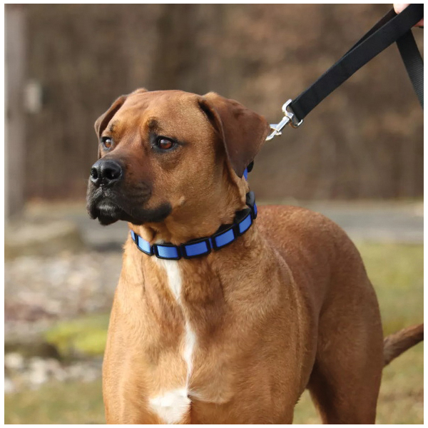 Coastal Pet Products 05597P BLK00 Training Collar Additional Links, Plastic, Black - 2