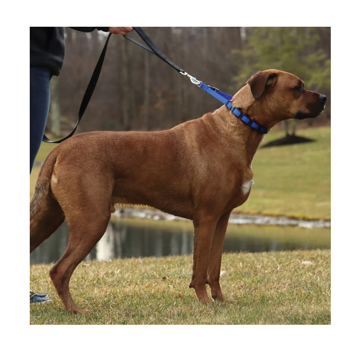 Coastal Pet Products 05597P BLK00 Training Collar Additional Links, Plastic, Black - 3