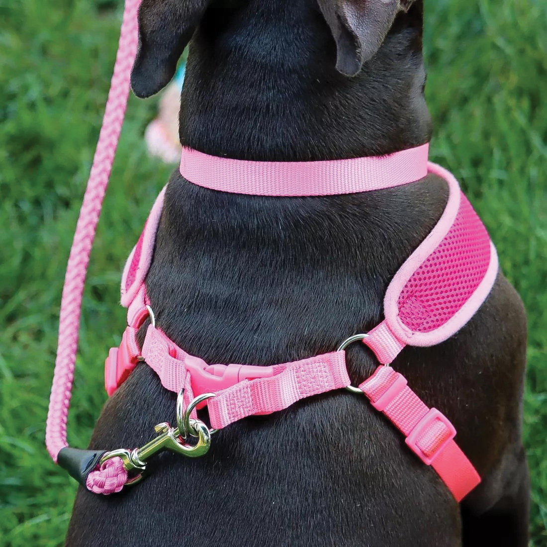 Coastal Pet Products 00206 BLU06 Rope Dog Leash, 6 ft L, 1/2 in W, Nylon, Blue, Snap - 4