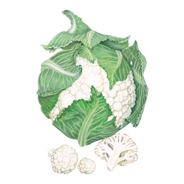 Botanical Interests 0336 Vegetable Seed, Twister Cauliflower, Last Frost Planting - 2
