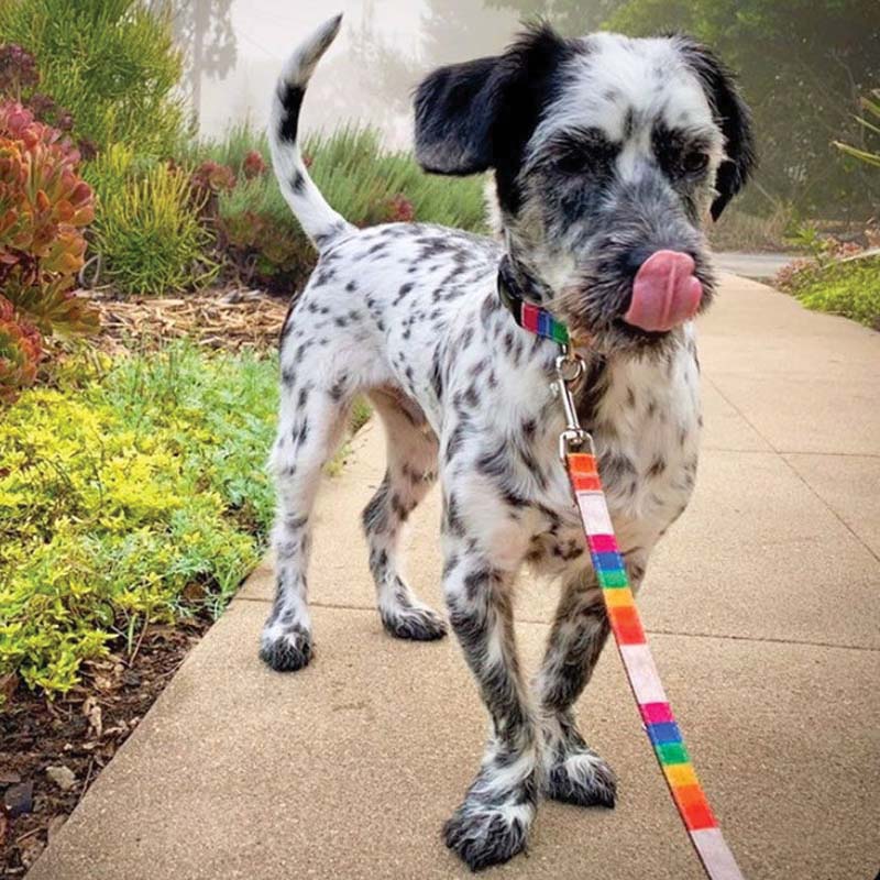 WaLk-e-Woo 510 Dog Lead, 5 ft L, 1 in W, Rainbow Pride, Snap Hook - 4