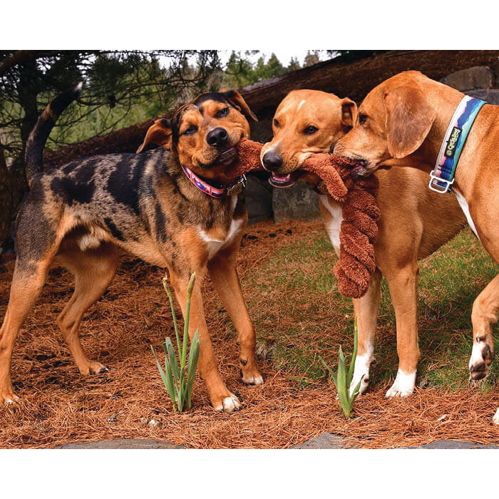 Cycle Dog Duraplush Series DSS-B-M Dog Toy, M, Plush, Springy Squirrel - 2
