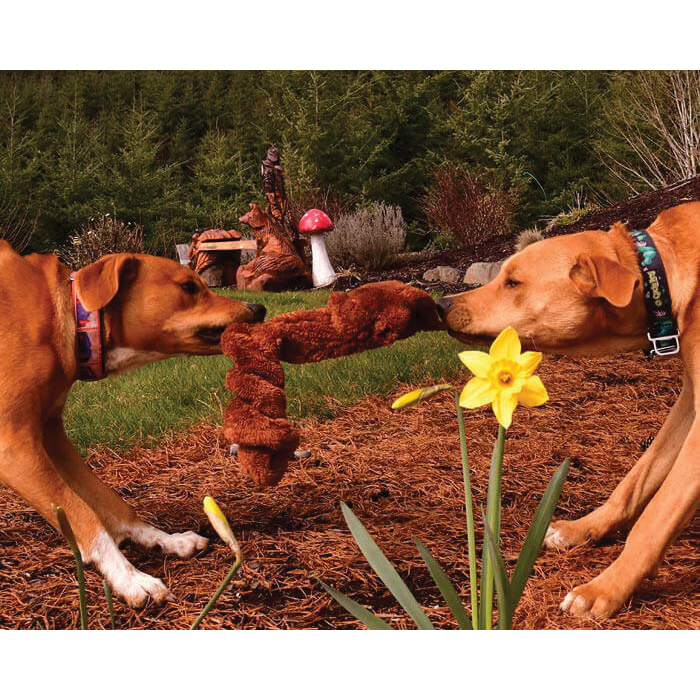Cycle Dog Duraplush Series DSS-B-M Dog Toy, M, Plush, Springy Squirrel - 3