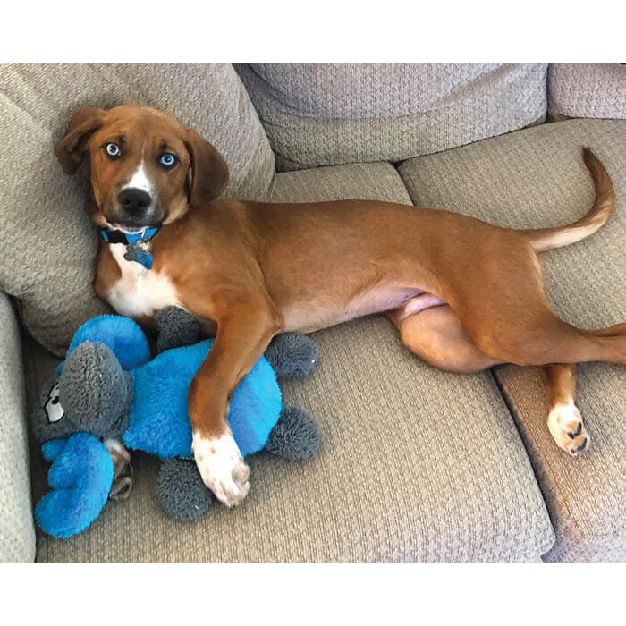 Cycle Dog Duraplush Series TFM-BGY-M Dog Toy, M, Plush, Moose, Blue/Gray - 2