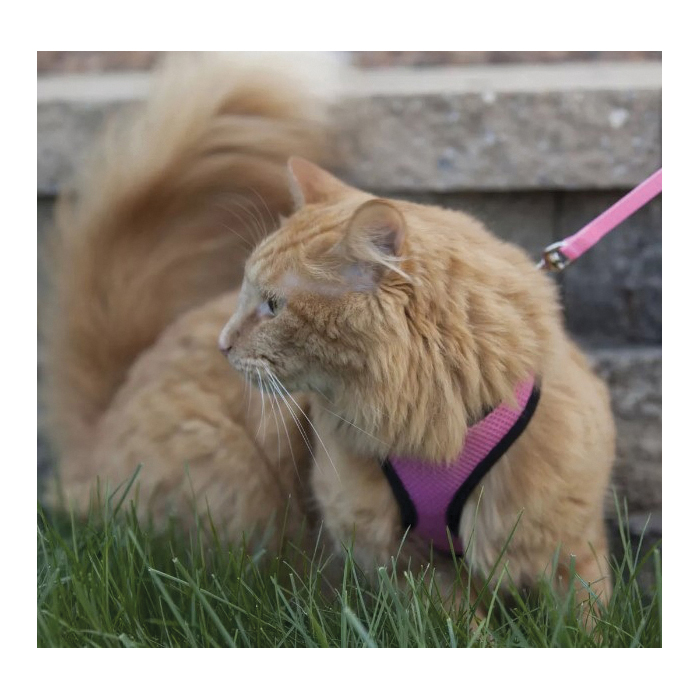 Coastal Pet Products 16386 PKBXSM Adjustable Cat Harness, 11 to 14 in, Pink Bright - 2
