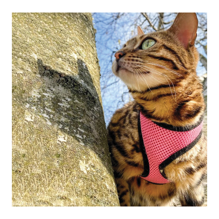 Coastal Pet Products 16386 PKBXSM Adjustable Cat Harness, 11 to 14 in, Pink Bright - 5