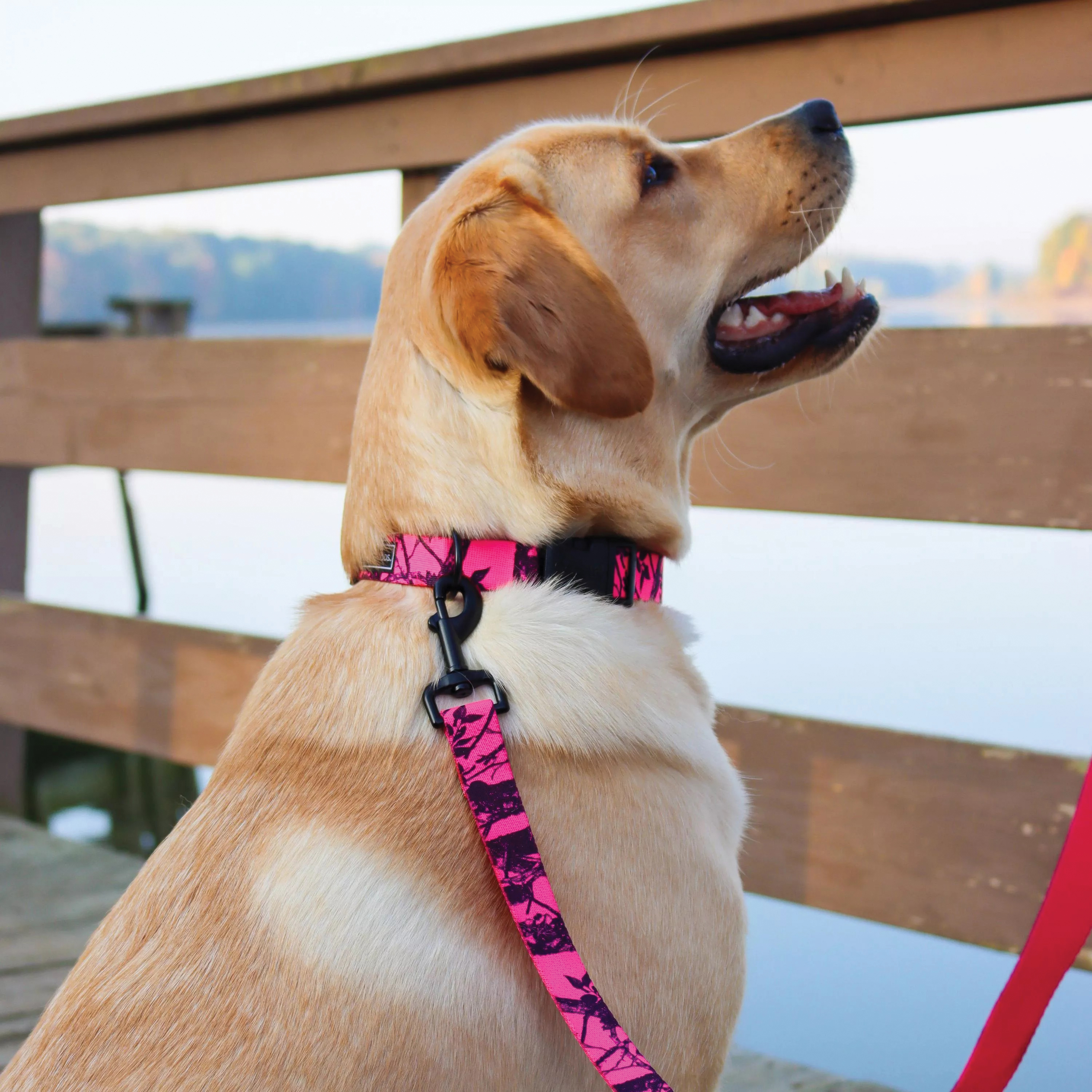 Water & Woods S6926 CTO06 Blaze Patterned Dog Leash, 6 ft L, 1 in W, Nylon, Orange, Bolt Snap, M, L - 4