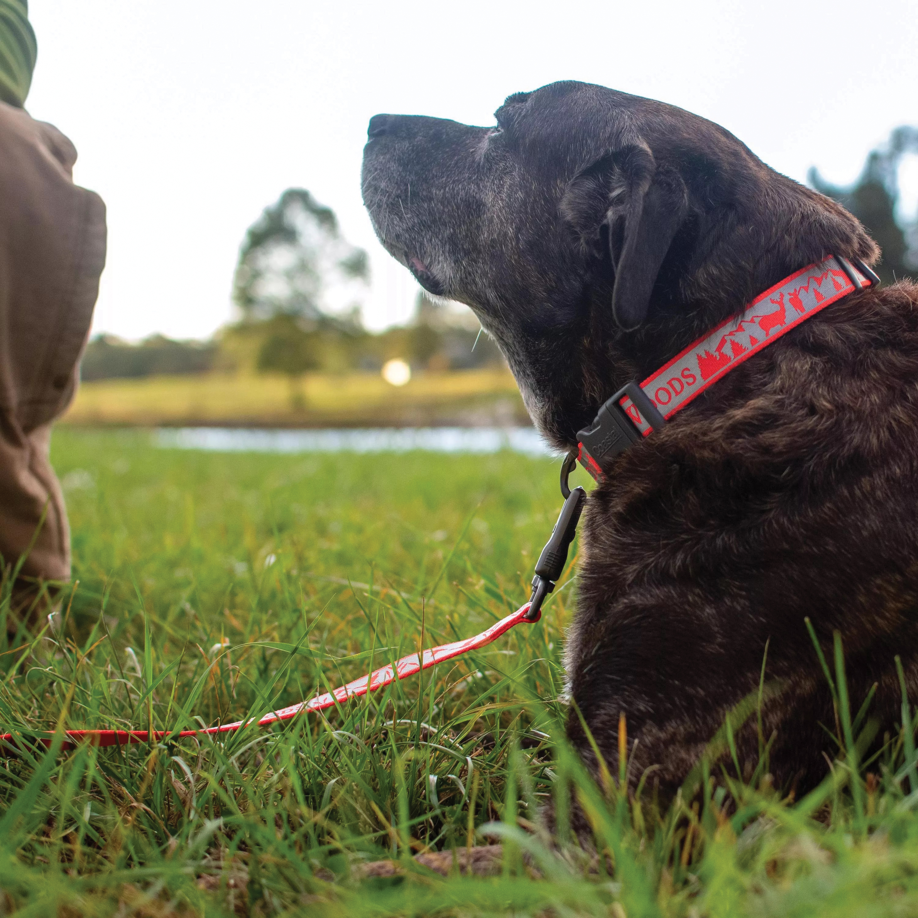 Water & Woods S6941 WWO26 Dog Collar, 22 to 38 in L Chain, 18 to 26 in L, 1 in W, Orange - 2