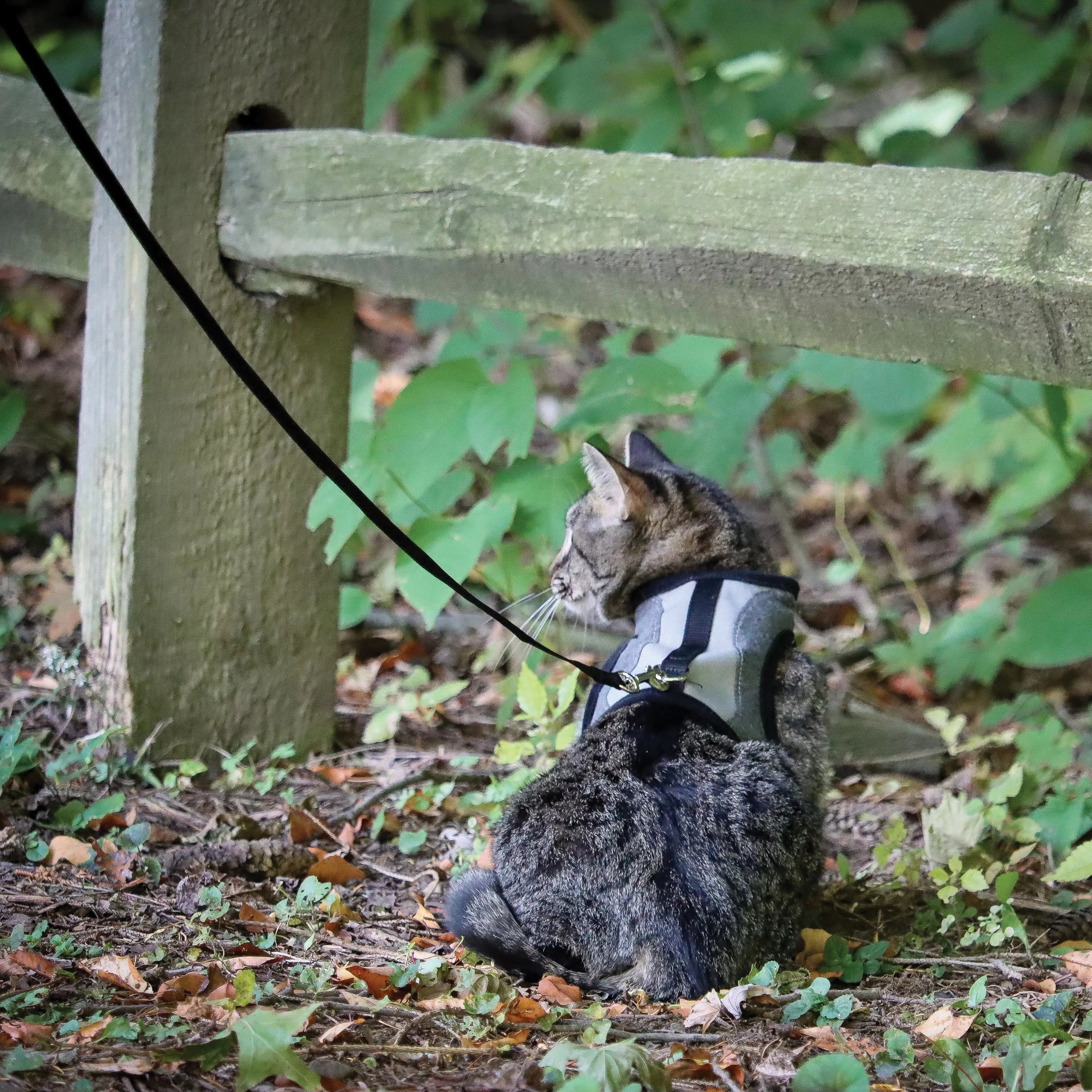 Coastal Pet Products 16326GRYSML Adjustable Cat Wrap Harness, S, 9 to 14 in W, Fastening Method: D-Ring, Fabric Harness - 3