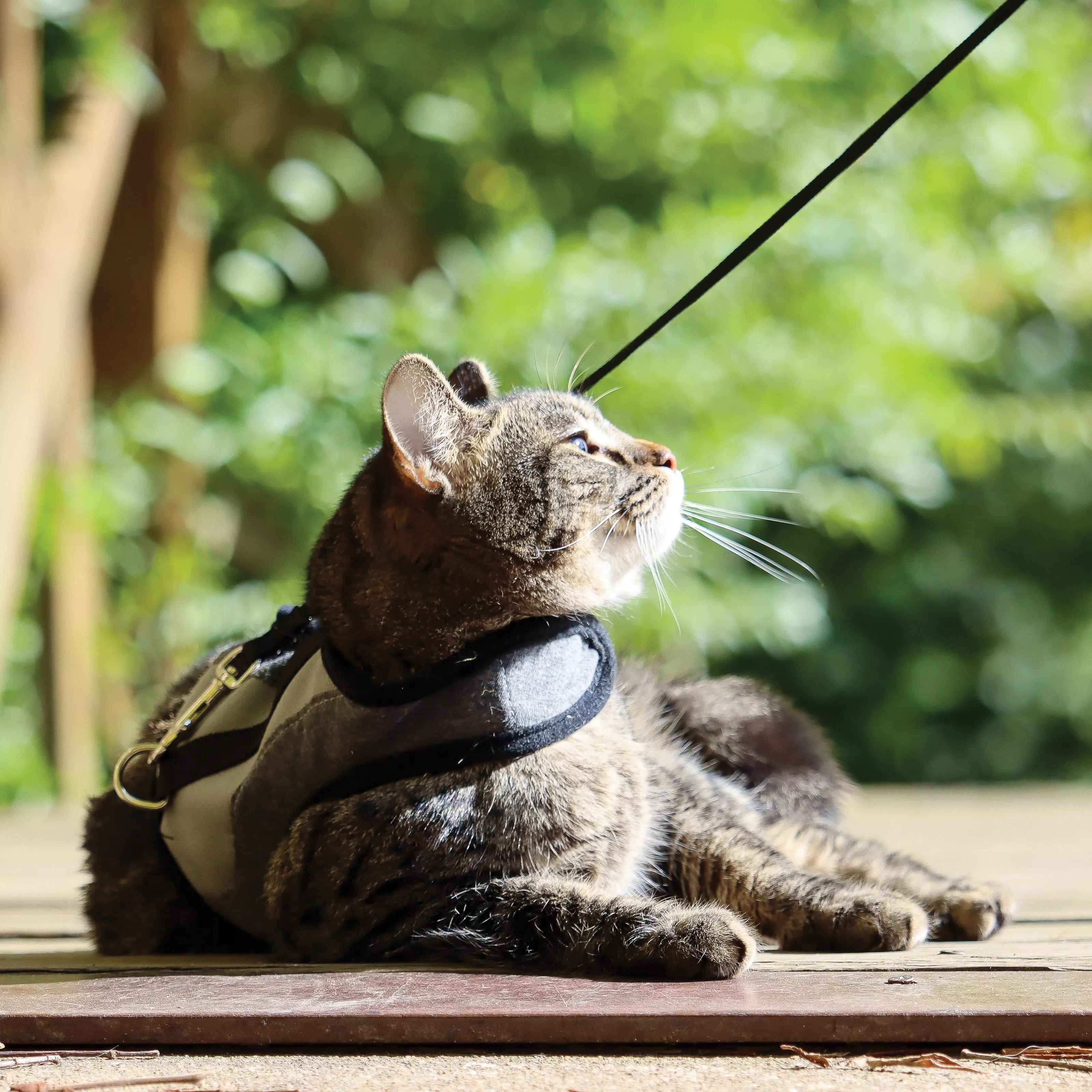 Coastal Pet Products 16326GRYSML Adjustable Cat Wrap Harness, S, 9 to 14 in W, Fastening Method: D-Ring, Fabric Harness - 5