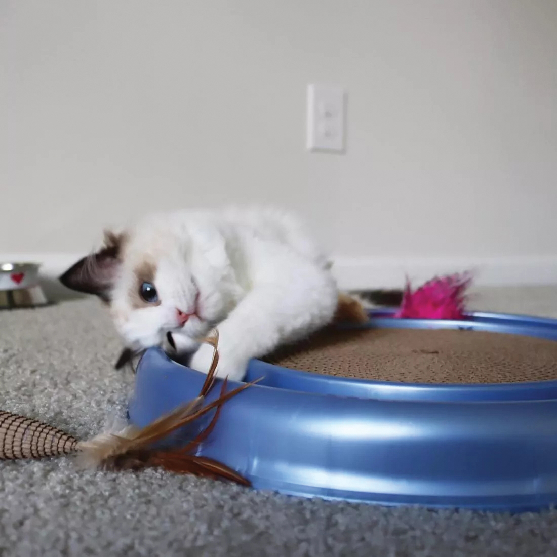 Turbo 81015 NCLCAT Cat Toy, 7 in, Mouse - 2