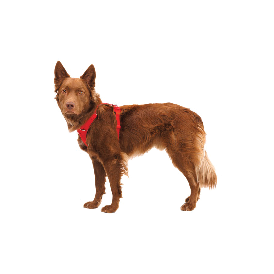 Ruffwear Front Range Series 30503-625-S Dog Harness, S, Buckle, Polyester, 22 to 27 in Harness, Red Canyon - 2