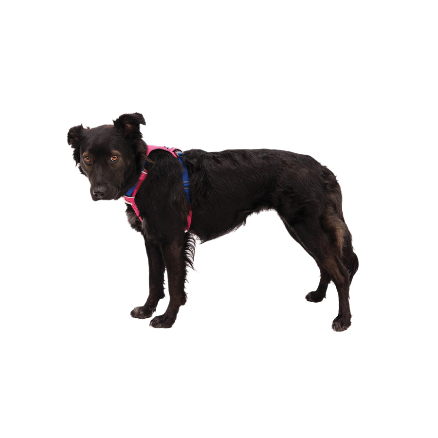 Ruffwear Hi & Light Series 30821-655-2XS Lightweight Dog Harness, 2XS, Buckle, Polyester, 13 to 17 in Harness - 2