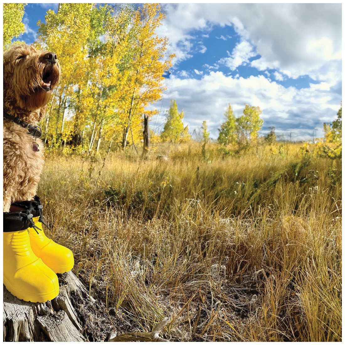 Loon'r Lo Rider Series LNR-LR-S3L-YEL Boots, 3L, Sunshine Daydream Yellow, EVA - 4