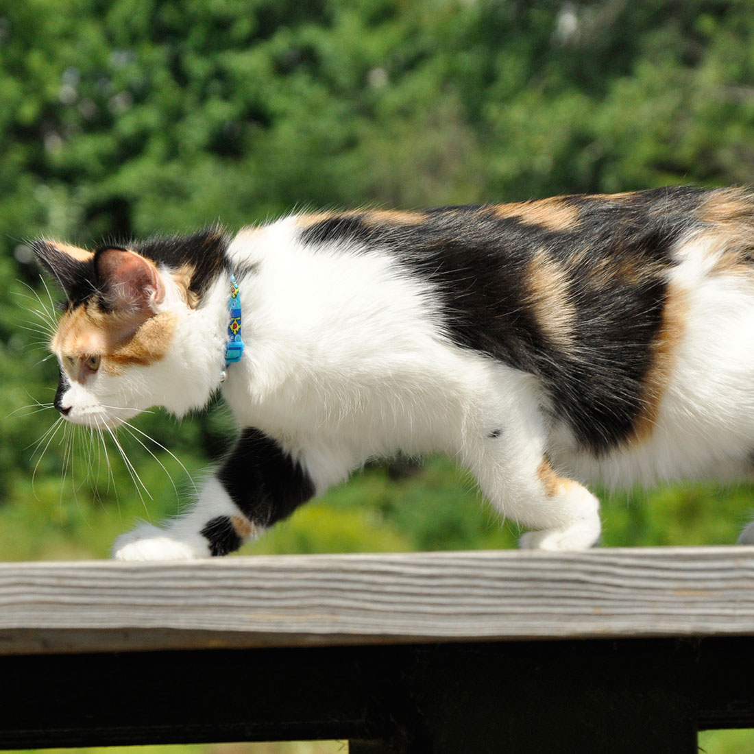 Safe Cat 06701 FHB12 Breakaway Collar, 3/8 in W Collar, 8 to 12 in L Collar, Fastening Method: Buckle, Blue Fish - 2