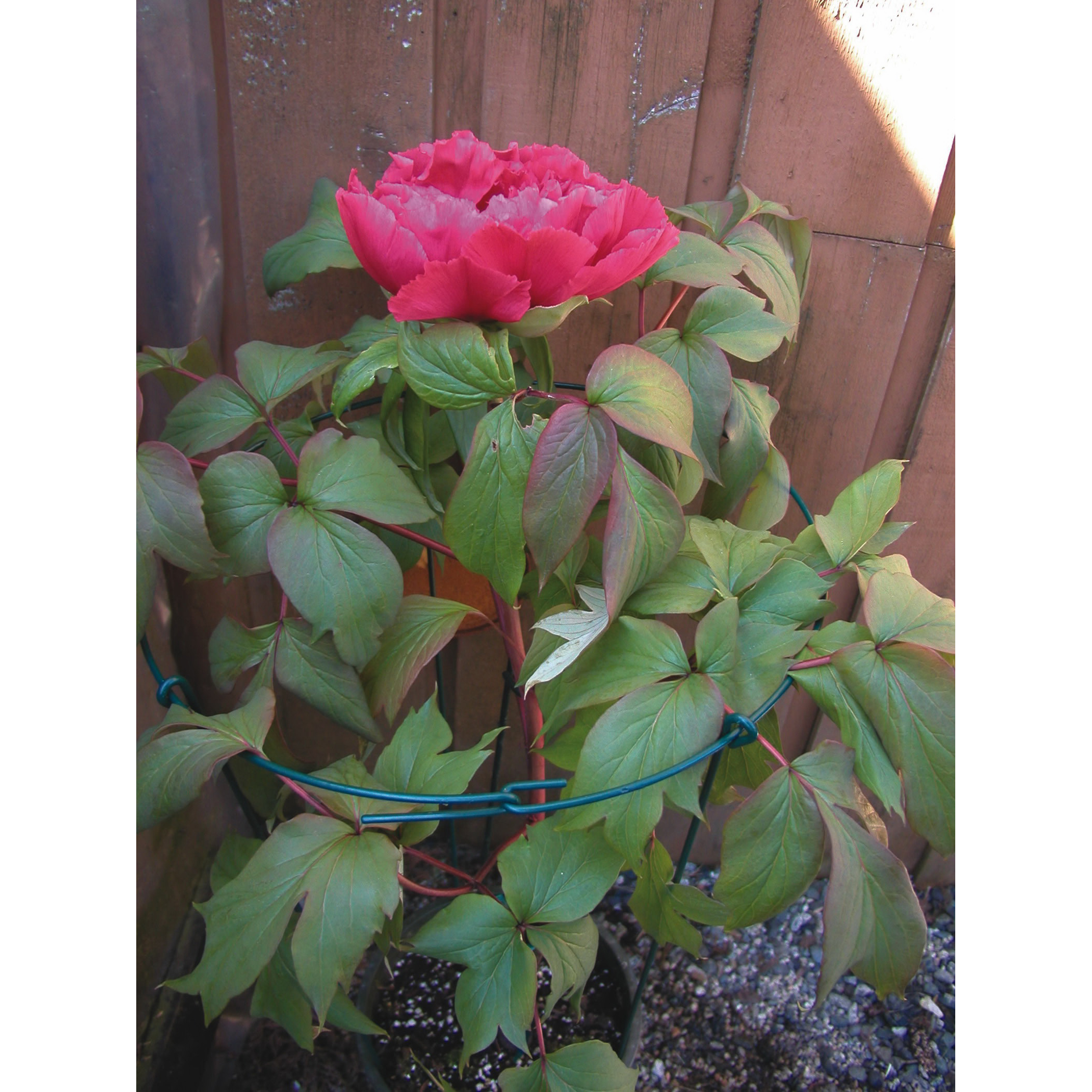 luster leaf 967 Single Flower Support, 18 in L, 10 in W, Vinyl-Coated - 2