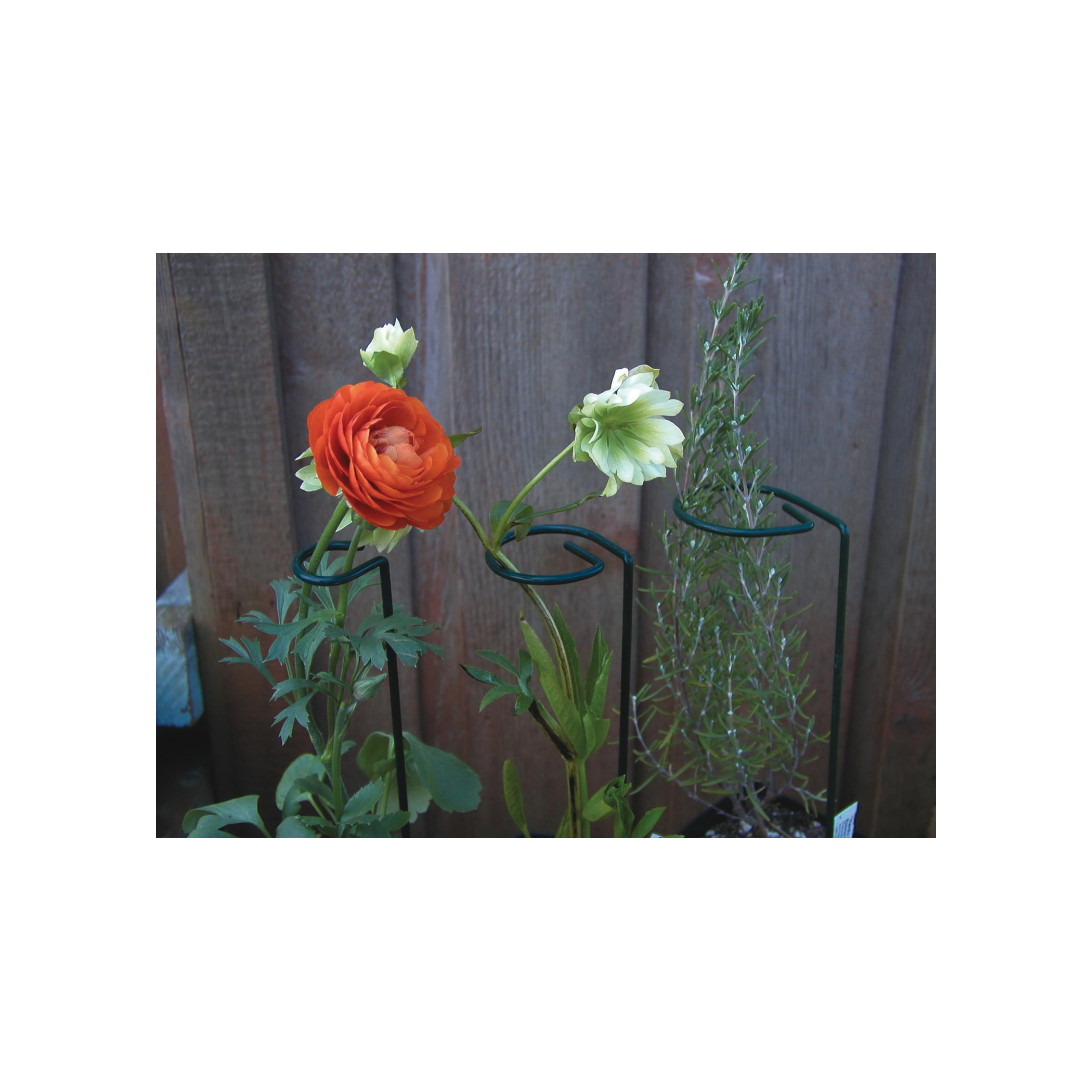 luster leaf 985 Flower Support and Plant Prop, 44 in L, 3 in W, Steel, Green, Vinyl-Coated - 2