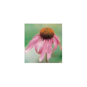 Bbbseed 10222