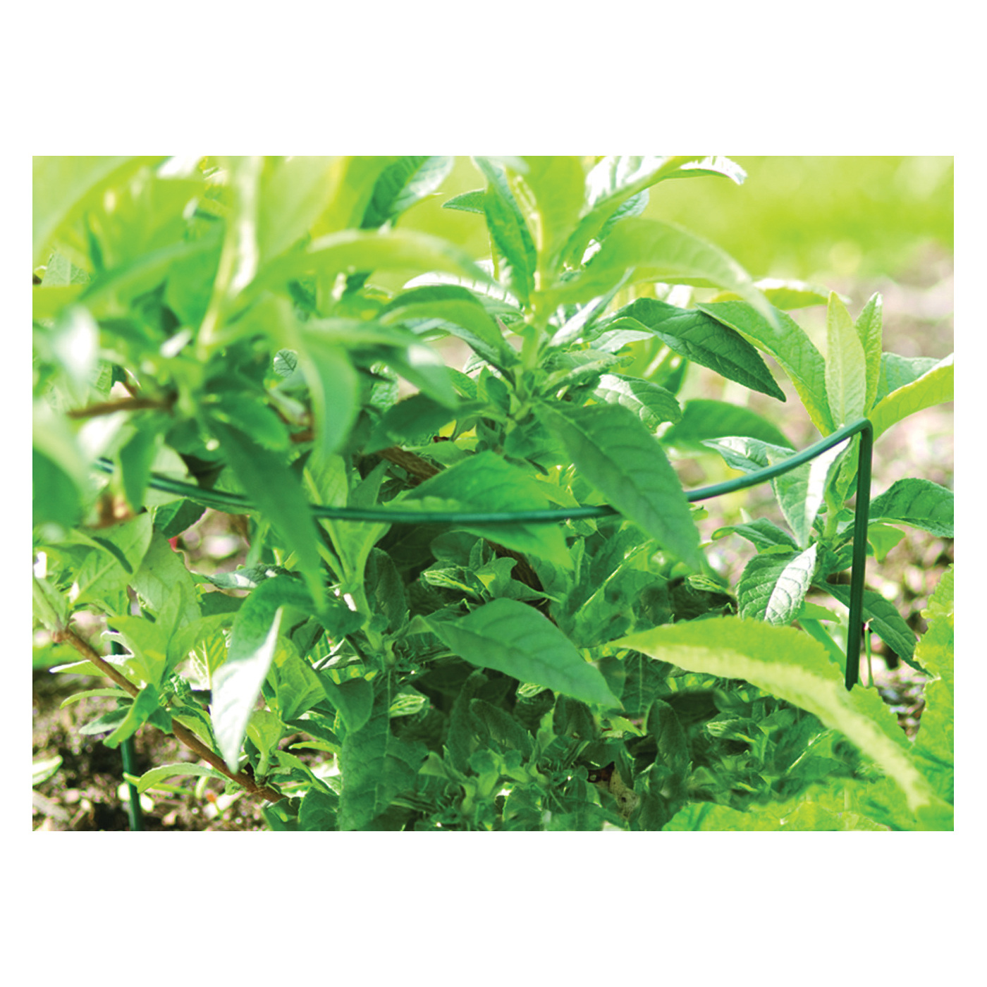 luster leaf 1050 Plant Prop-Up, 40 in L, 16 in W, Green, Vinyl-Coated - 4