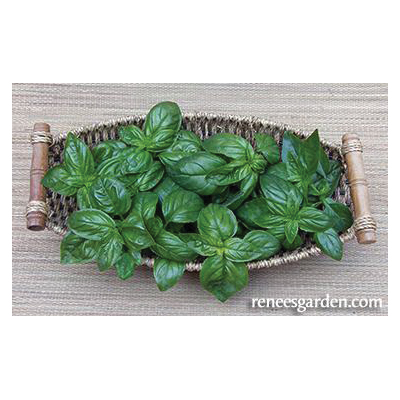 Renee's Garden 5455 Italian Pesto Basil Herb Seed Pack, Basil, Ocimum Basilicum Pack - 3
