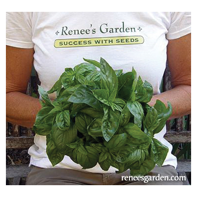 Renee's Garden 5455 Italian Pesto Basil Herb Seed Pack, Basil, Ocimum Basilicum Pack - 4
