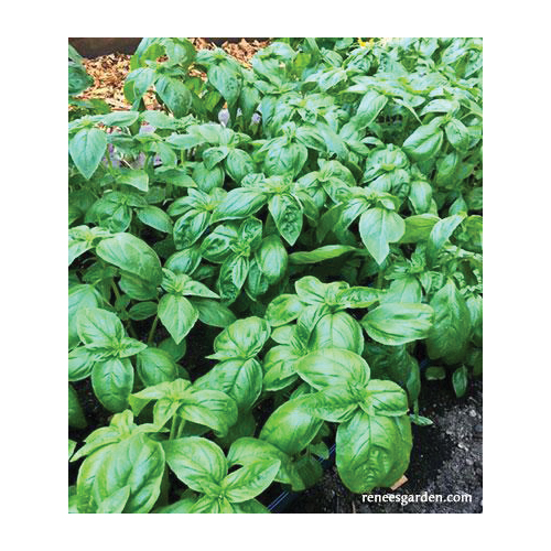 Renee's Garden 5455 Italian Pesto Basil Herb Seed Pack, Basil, Ocimum Basilicum Pack - 5