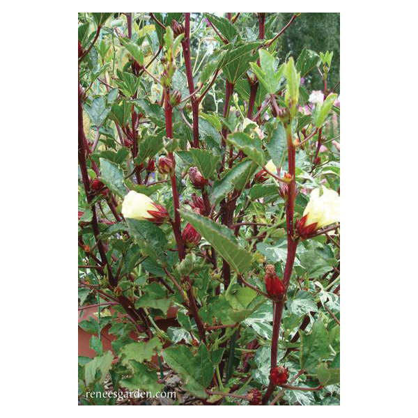 Renee's Garden 5867 Zinger Hibiscus Herb Seed Pack, Herbal Tea, Hibiscus Sabdariffa, April to May, March Planting - 2