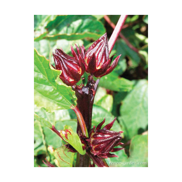 Renee's Garden 5867 Zinger Hibiscus Herb Seed Pack, Herbal Tea, Hibiscus Sabdariffa, April to May, March Planting - 4