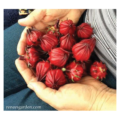 Renee's Garden 5867 Zinger Hibiscus Herb Seed Pack, Herbal Tea, Hibiscus Sabdariffa, April to May, March Planting - 5