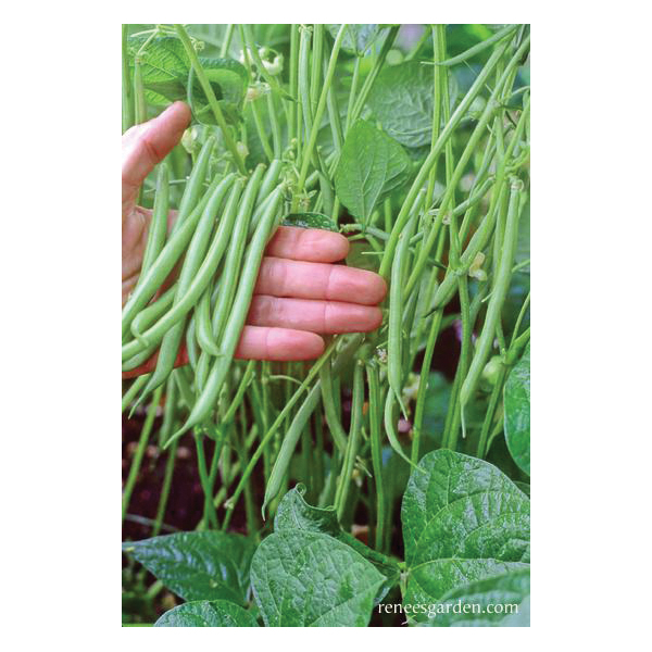Renee's Garden 5552 Rolande Vegetable Seed Pack, Beans, April to June, May to June Planting Pack - 3