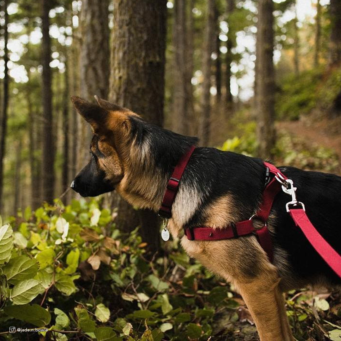 New Earth 14301CRN08 Adjustable Dog Collar, 6 to 8 in Neck, 3/8 in W Collar, Soy Fiber, Cranberry - 2