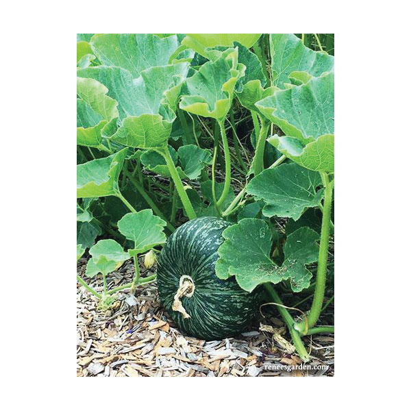 Renee's Garden 5996 Kurin Kabocha Winter Squash, Winter Squash, Cucurbita Maxima - 2