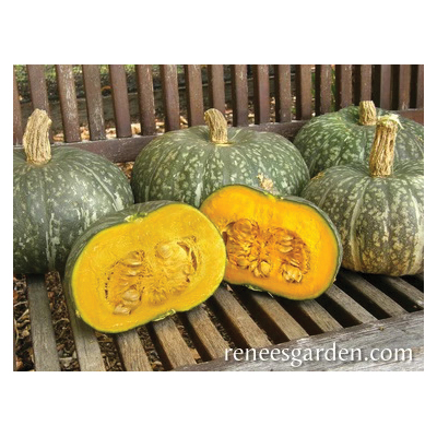 Renee's Garden 5996 Kurin Kabocha Winter Squash, Winter Squash, Cucurbita Maxima - 3